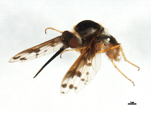  (Bombylius pygmaeus - 10JSROW-1806)  @14 [ ] CreativeCommons - Attribution (2011) CBG Photography Group Centre for Biodiversity Genomics