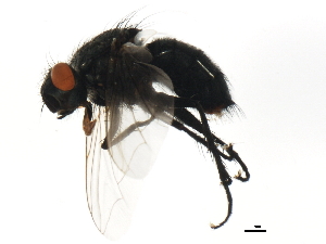  ( - 10JSROW-1834)  @13 [ ] CreativeCommons - Attribution (2011) CBG Photography Group Centre for Biodiversity Genomics