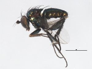  ( - BIOUG00832-C11)  @13 [ ] CreativeCommons - Attribution (2011) CBG Photography Group Centre for Biodiversity Genomics