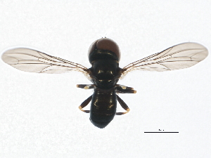  ( - BIOUG00832-D06)  @13 [ ] CreativeCommons - Attribution (2011) CBG Photography Group Centre for Biodiversity Genomics
