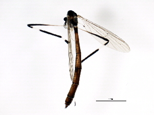  ( - BIOUG00867-A09)  @12 [ ] CreativeCommons - Attribution (2011) CBG Photography Group Centre for Biodiversity Genomics