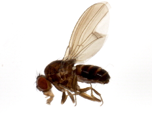  (Drosophila robusta - BIOUG00904-D02)  @14 [ ] CreativeCommons - Attribution (2011) CBG Photography Group Centre for Biodiversity Genomics