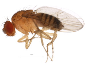  (Drosophila barbarae - BIOUG00978-B09)  @12 [ ] CreativeCommons - Attribution (2011) CBG Photography Group Centre for Biodiversity Genomics