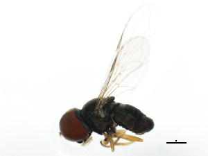  ( - BIOUG01336-C05)  @12 [ ] CreativeCommons - Attribution (2011) CBG Photography Group Centre for Biodiversity Genomics