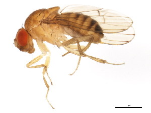  (Drosophila immigrans - BIOUG01336-G01)  @15 [ ] CreativeCommons - Attribution (2011) CBG Photography Group Centre for Biodiversity Genomics