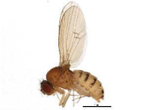  (Drosophila neotestacea - BIOUG01337-A03)  @15 [ ] CreativeCommons - Attribution (2011) CBG Photography Group Centre for Biodiversity Genomics