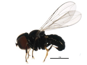  ( - BIOUG01337-B12)  @13 [ ] CreativeCommons - Attribution (2011) CBG Photography Group Centre for Biodiversity Genomics