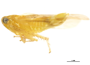  ( - BIOUG00552-A05)  @12 [ ] CreativeCommons - Attribution (2011) CBG Photography Group Centre for Biodiversity Genomics