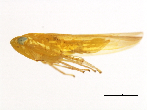  ( - BIOUG00552-B03)  @13 [ ] CreativeCommons - Attribution (2011) CBG Photography Group Centre for Biodiversity Genomics