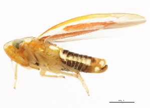  ( - BIOUG00552-C10)  @13 [ ] CreativeCommons - Attribution (2011) CBG Photography Group Centre for Biodiversity Genomics