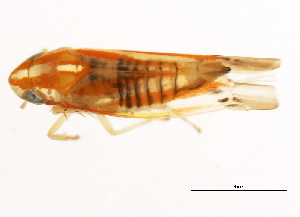  ( - BIOUG00552-E12)  @13 [ ] CreativeCommons - Attribution (2011) CBG Photography Group Centre for Biodiversity Genomics