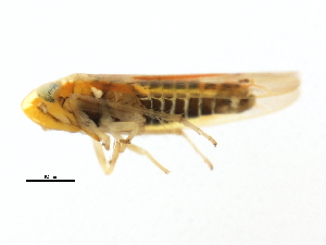  ( - BIOUG00936-E12)  @13 [ ] CreativeCommons - Attribution (2011) CBG Photography Group Centre for Biodiversity Genomics