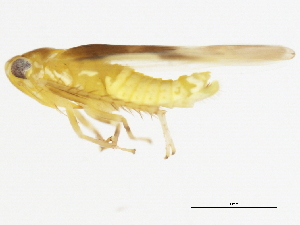  ( - BIOUG00999-A05)  @12 [ ] CreativeCommons - Attribution (2011) CBG Photography Group Centre for Biodiversity Genomics