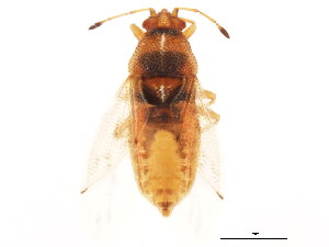  (Cymus discors - BIOUG01107-B02)  @14 [ ] CreativeCommons - Attribution (2011) CBG Photography Group Centre for Biodiversity Genomics