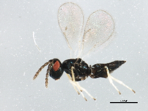  (Baryscapus fumipennis - BIOUG01029-F12)  @13 [ ] CreativeCommons - Attribution (2011) CBG Photography Group Centre for Biodiversity Genomics