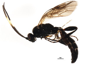  ( - BIOUG01082-A09)  @13 [ ] CreativeCommons - Attribution (2011) CBG Photography Group Centre for Biodiversity Genomics