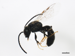  ( - BIOUG01247-A06)  @14 [ ] CreativeCommons - Attribution (2011) CBG Photography Group Centre for Biodiversity Genomics
