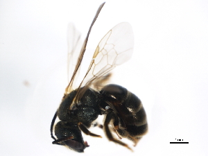  ( - BIOUG01247-H11)  @14 [ ] CreativeCommons - Attribution (2011) CBG Photography Group Centre for Biodiversity Genomics