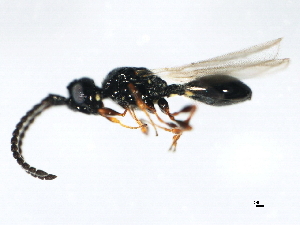 ( - BIOUG01280-B12)  @12 [ ] CreativeCommons - Attribution (2011) CBG Photography Group Centre for Biodiversity Genomics