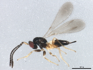  ( - BIOUG01330-A05)  @12 [ ] CreativeCommons - Attribution (2012) CBG Photography Group Centre for Biodiversity Genomics