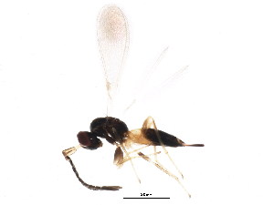  ( - BIOUG01327-B01)  @12 [ ] CreativeCommons - Attribution (2011) CBG Photography Group Centre for Biodiversity Genomics