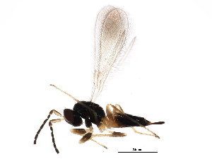  ( - BIOUG01327-F10)  @12 [ ] CreativeCommons - Attribution (2011) CBG Photography Group Centre for Biodiversity Genomics