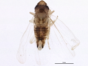  ( - BIOUG01595-B02)  @14 [ ] CreativeCommons - Attribution (2012) CBG Photography Group Centre for Biodiversity Genomics
