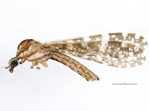  (Diptera - BIOUG01687-C11)  @17 [ ] CC-0 (2013) CBG Photography Group Centre for Biodiversity Genomics