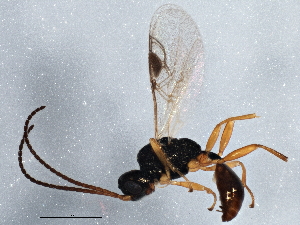  ( - BIOUG01688-A08)  @12 [ ] CreativeCommons - Attribution (2013) CBG Photography Group Centre for Biodiversity Genomics