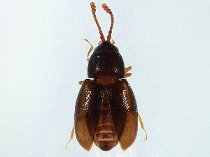  (Atomaria nigrirostris - BIOUG01593-H10)  @14 [ ] CreativeCommons - Attribution (2012) CBG Photography Group Centre for Biodiversity Genomics