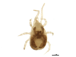  (Amblyseius sp. JCS21 - BIOUG01238-C10)  @14 [ ] CreativeCommons - Attribution (2012) CBG Photography Group Centre for Biodiversity Genomics