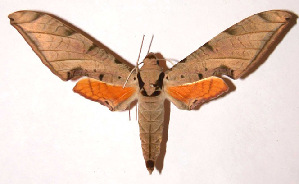  ( - 98-SRNP-14625)  @14 [ ] CreativeCommons - Attribution Non-Commercial Share-Alike (2003) Daniel H. Janzen Guanacaste Dry Forest Conservation Fund