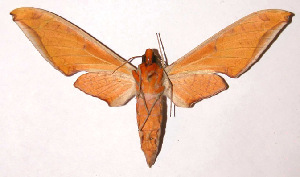  ( - 98-SRNP-14625)  @14 [ ] CreativeCommons - Attribution Non-Commercial Share-Alike (2003) Daniel H. Janzen Guanacaste Dry Forest Conservation Fund