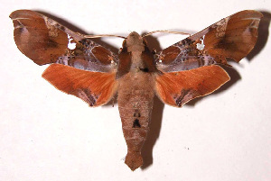  ( - 98-SRNP-1871)  @14 [ ] CreativeCommons - Attribution Non-Commercial Share-Alike (2003) Daniel H. Janzen Guanacaste Dry Forest Conservation Fund