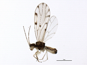  (Ectopsocus californicus - BIOUG00863-B10)  @15 [ ] CreativeCommons - Attribution (2011) CBG Photography Group Centre for Biodiversity Genomics