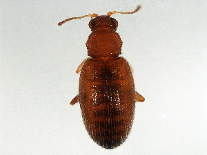  (Melanophthalma villosa - BIOUG01593-G01)  @14 [ ] CreativeCommons - Attribution (2012) CBG Photography Group Centre for Biodiversity Genomics