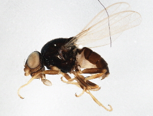  ( - BIOUG01620-C10)  @14 [ ] CreativeCommons - Attribution (2012) CBG Photography Group Centre for Biodiversity Genomics