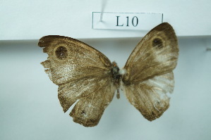  ( - UMKL-JSSW-L10)  @12 [ ] Unspecified (default): All Rights Reserved  Unspecified Unspecified