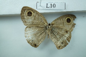  ( - UMKL-JSSW-L10)  @12 [ ] Unspecified (default): All Rights Reserved  Unspecified Unspecified
