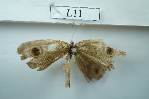  ( - UMKL-JSSW-L11)  @12 [ ] Unspecified (default): All Rights Reserved  Unspecified Unspecified
