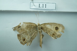  ( - UMKL-JSSW-L11)  @12 [ ] Unspecified (default): All Rights Reserved  Unspecified Unspecified