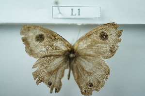  ( - UMKL-JSSW-L1)  @12 [ ] Unspecified (default): All Rights Reserved  Unspecified Unspecified