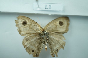  ( - UMKL-JSSW-L1)  @12 [ ] Unspecified (default): All Rights Reserved  Unspecified Unspecified