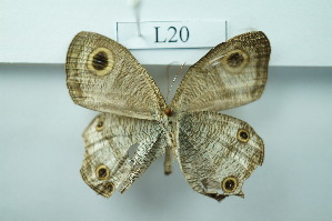  ( - UMKL-JSSW-L20)  @11 [ ] Unspecified (default): All Rights Reserved  Unspecified Unspecified
