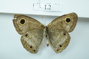  ( - UMKL-JSSW-L2)  @14 [ ] Unspecified (default): All Rights Reserved  Unspecified Unspecified