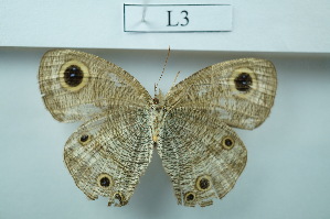  ( - UMKL-JSSW-L3)  @14 [ ] Unspecified (default): All Rights Reserved  Unspecified Unspecified