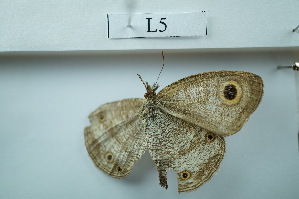  ( - UMKL-JSSW-L5)  @11 [ ] Unspecified (default): All Rights Reserved  Unspecified Unspecified