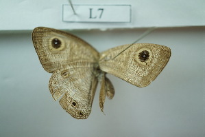  ( - UMKL-JSSW-L7)  @12 [ ] Unspecified (default): All Rights Reserved  Unspecified Unspecified