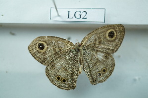  ( - UMKL-JSSW-LG2)  @12 [ ] Unspecified (default): All Rights Reserved  Unspecified Unspecified