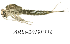  ( - ARin-2019F116)  @11 [ ] CreativeCommons - Attribution Non-Commercial (2019) Aki Rinne University of Oulu